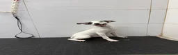 Ratonero Bodeguero Andaluz perros en venta: Cachorro Bodeguero Andaluz 300€ ¡PRECIO REAL! - Anuncio 3