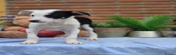 Border Collie perros en venta: Adopción  - Anuncio 6