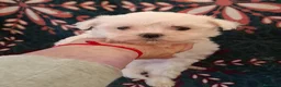 Bichón Maltés perros en venta: BICHON MALTÉS  - Anuncio 3