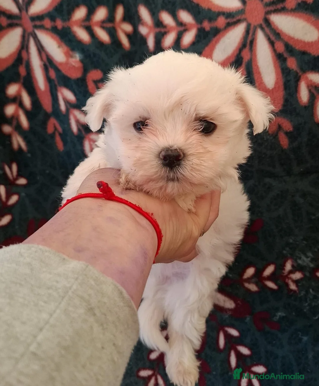 Bichón Maltés perros en venta: BICHON MALTÉS  - Anuncio 3