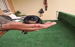 Teckel Miniatura perros en venta: Teckel Miniatura  - Imagen 22
