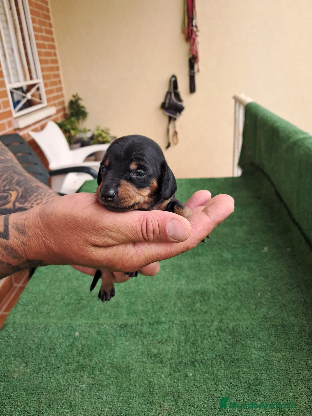 Teckel Miniatura perros en venta: Teckel Miniatura  - Imagen 22