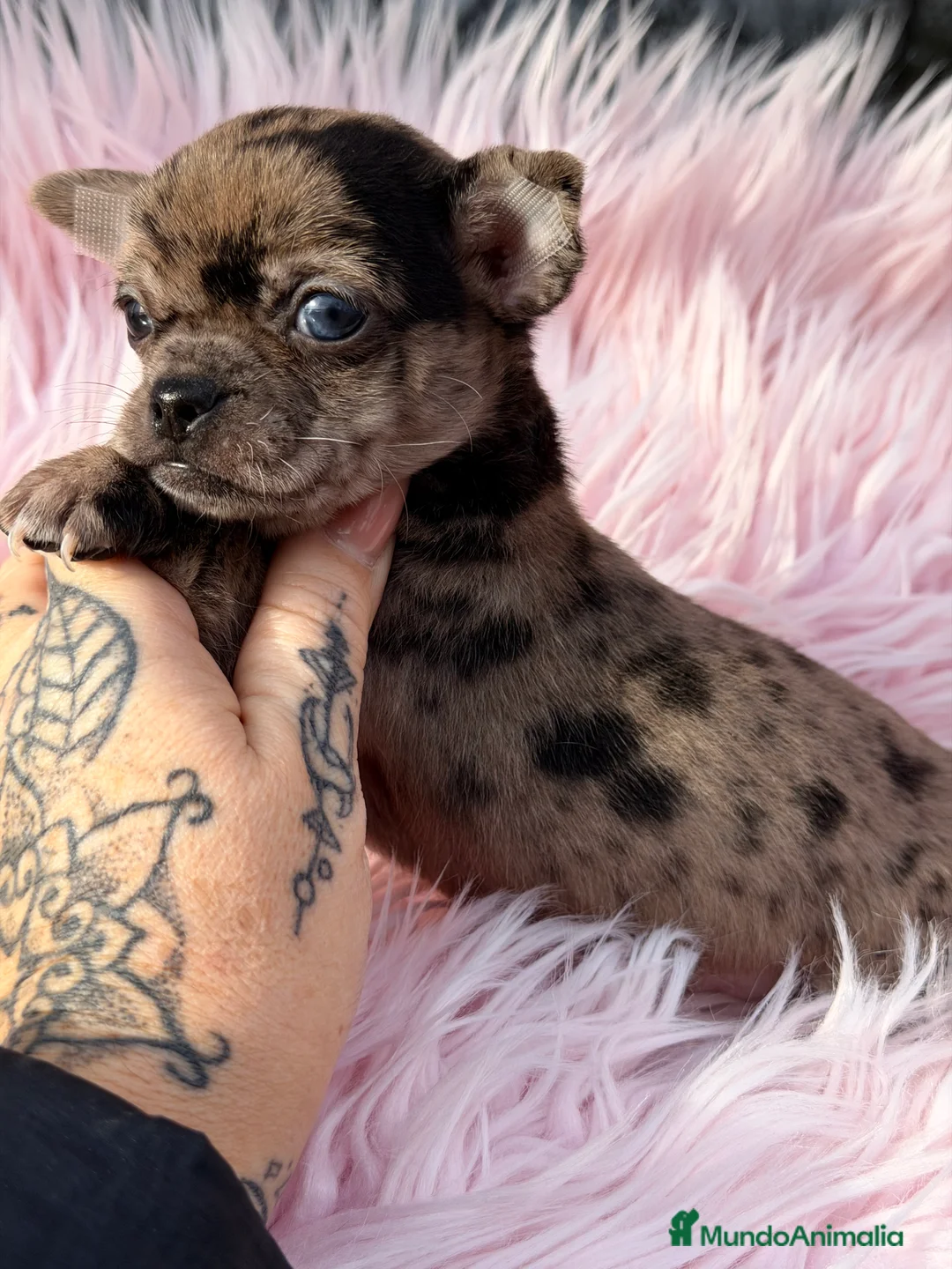 Chihuahua perros en venta: Chihuahua Merle hembra ojo azul  - Anuncio 1