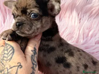 Chihuahua perros Chihuahua Merle hembra ojo azul - Anuncio 2