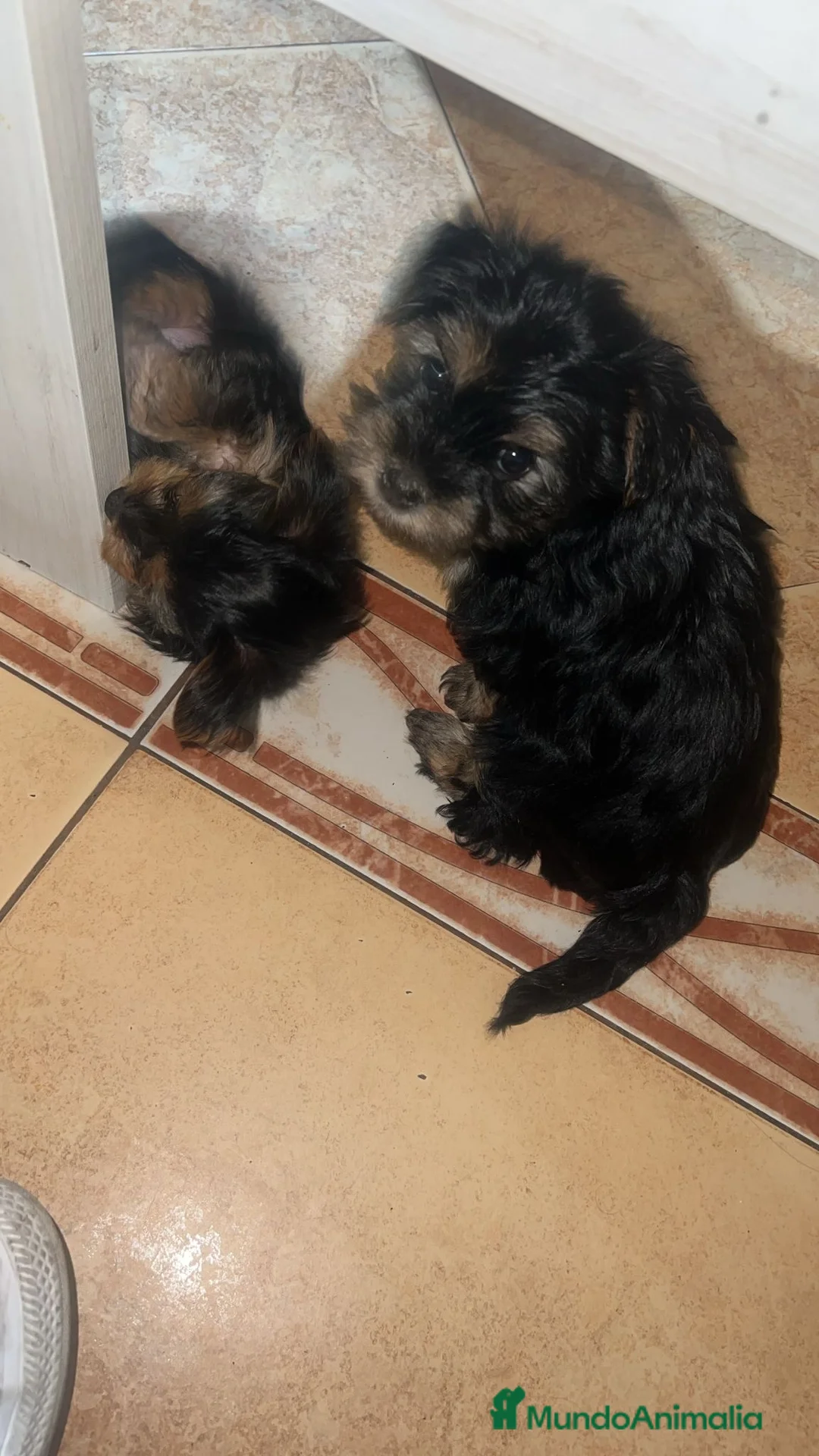 Yorkshire Terrier perros en venta: Yorkshire Toy  - Anuncio 7