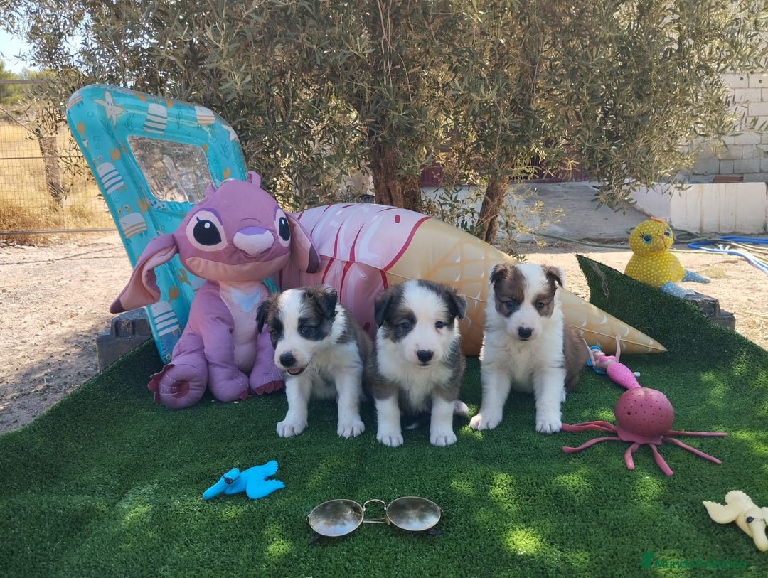 Border Collie perros en venta: Gran Camada de Border Collie - Imagen 2