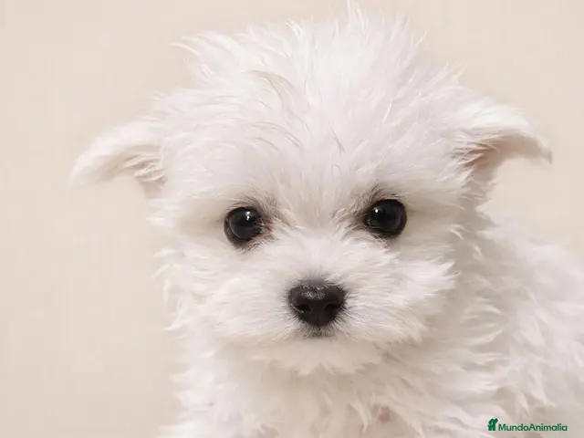 Bichón Maltés perros en venta: Bichon Maltes - Anuncio 5