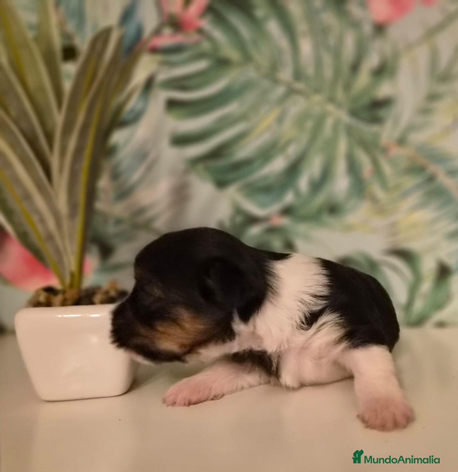 Biewer Yorkshire Terrier a la Pom Pon perros Yorkshire Biewer  - Anuncio 4