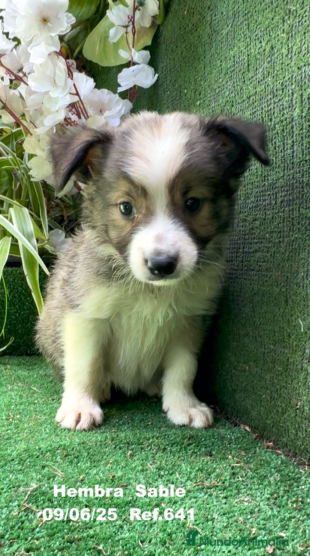 Border Collie perros en venta: BORDER COLLIE sable - Imagen 15