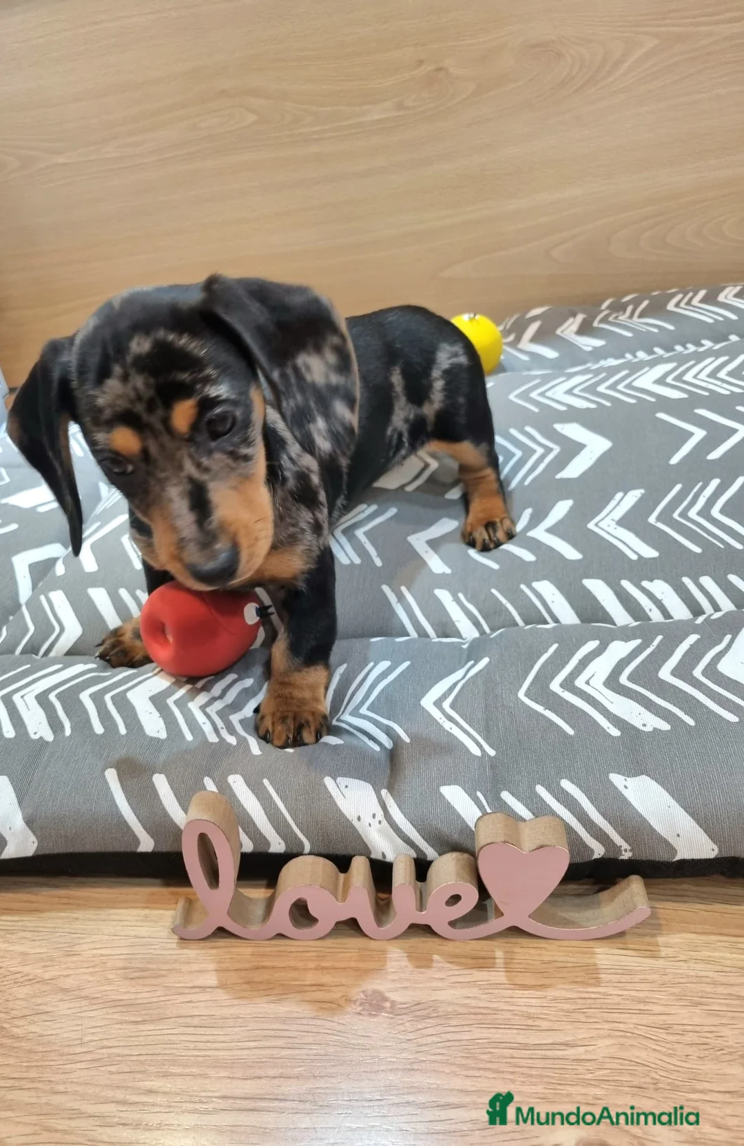 Teckel perros en venta: Teckel - Anuncio 10