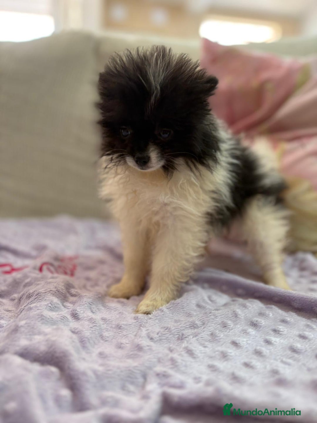 Pomerania perros en venta: Poo pomerania MICRO TOY  - Imagen 8