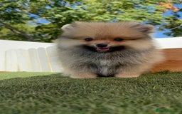 Pomerania perros en venta: POMERANIA - Imagen 19