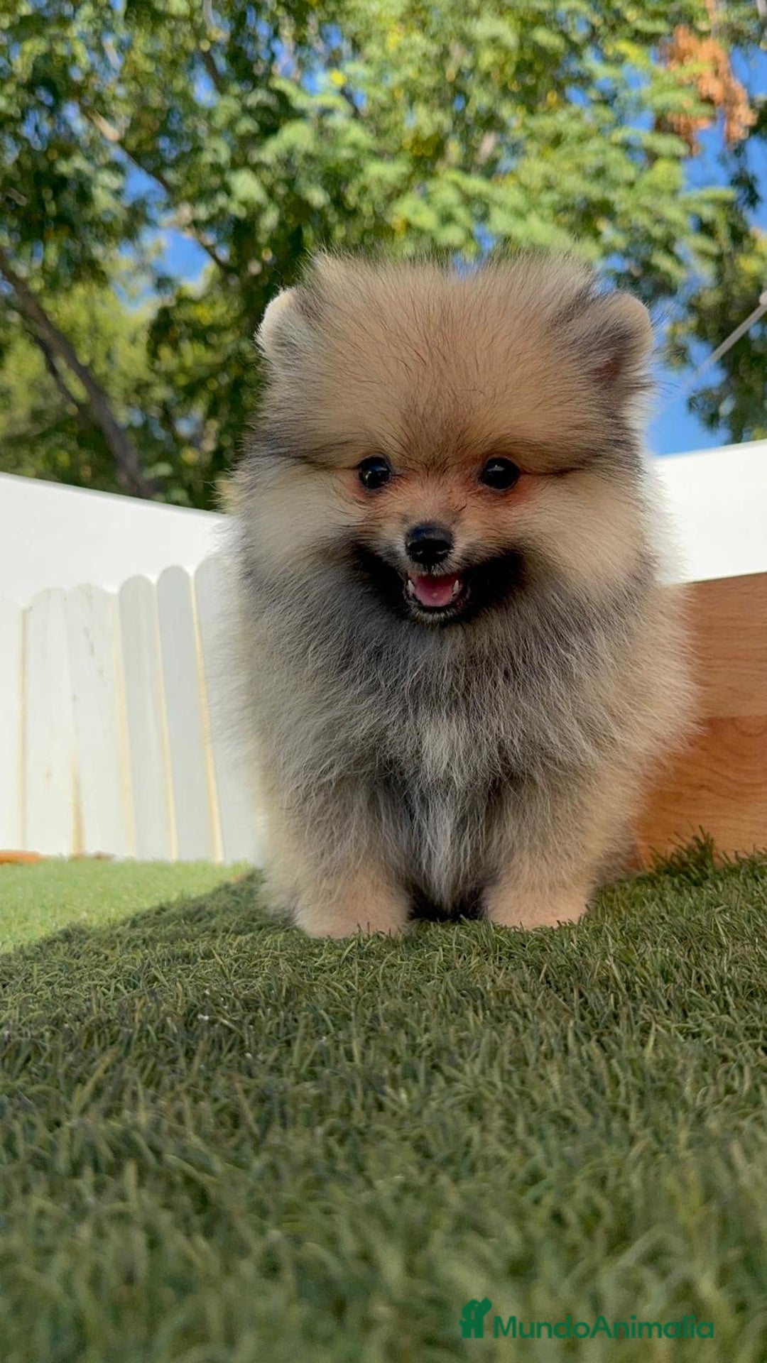 Pomerania perros en venta: POMERANIA - Imagen 19