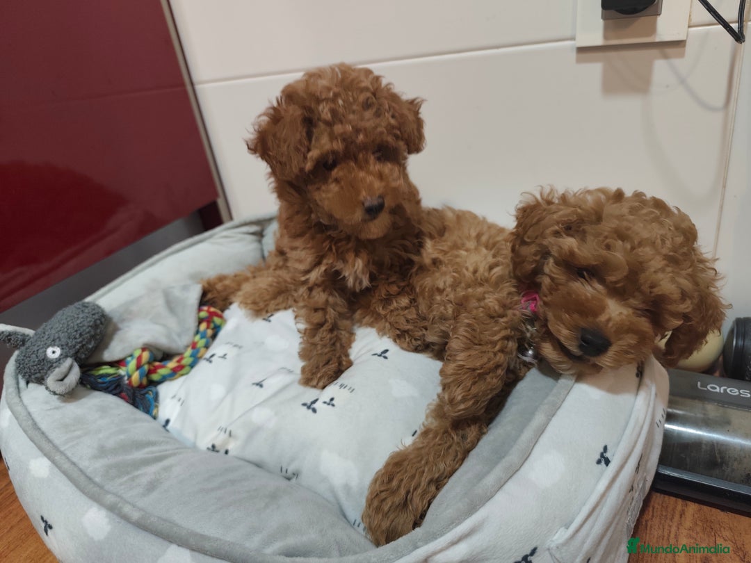 Caniche Toy perros en venta: Hembras cabiche toy - Imagen 7