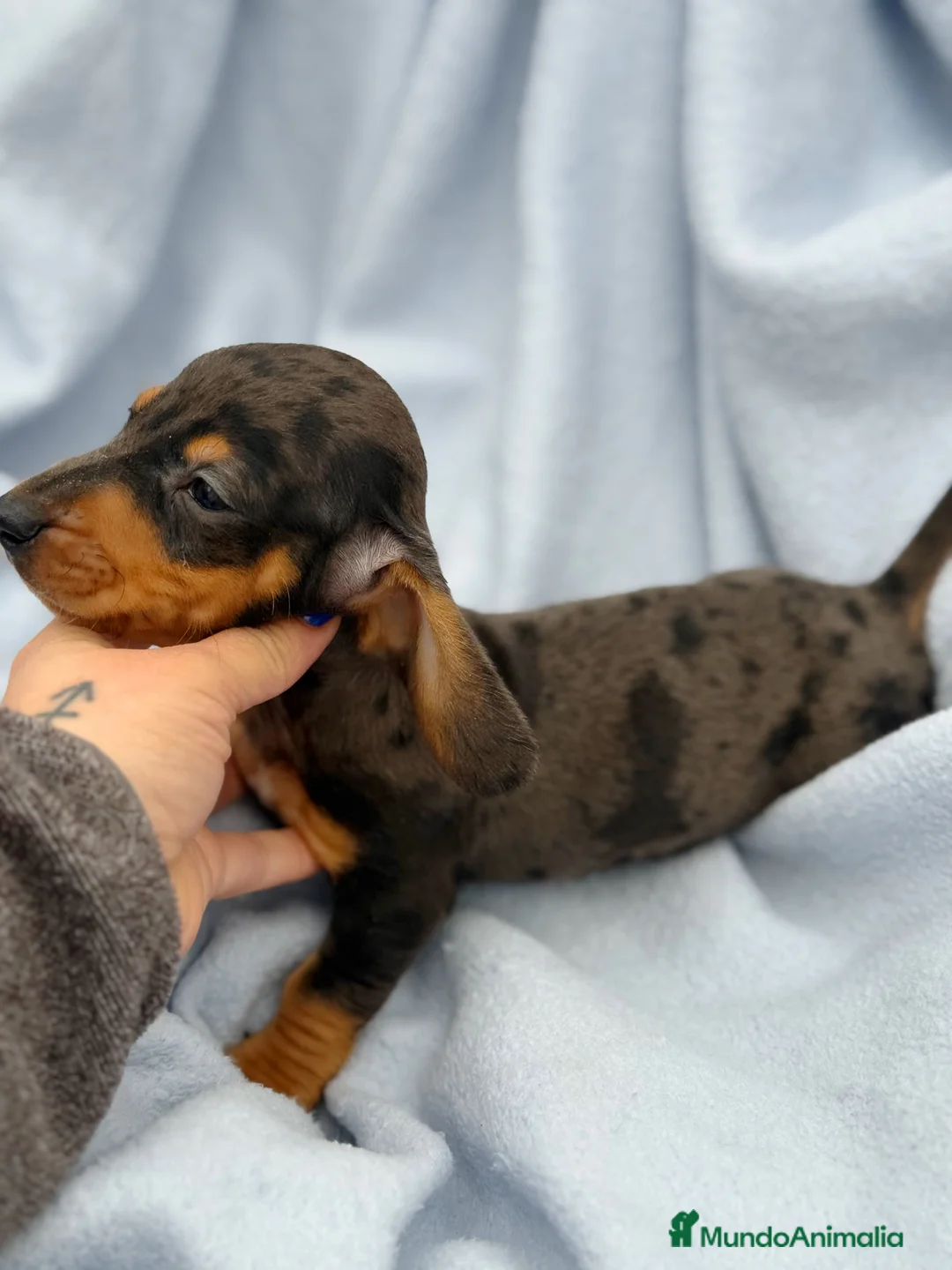 Teckel Miniatura perros en venta: Teckel kanichen macho arlequín plata - Anuncio 1