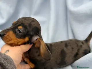 Teckel Miniatura perros Teckel kanichen macho arlequín plata - Anuncio 1