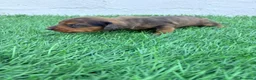 Teckel Miniatura perros en venta: Teckel Miniatura - Anuncio 14