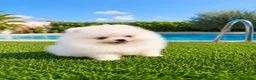 Pomerania perros en venta: LULU DE POMERANIA TOY - Anuncio 2