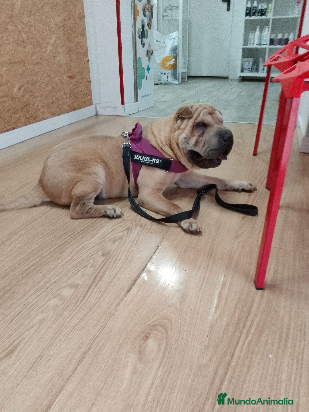 Shar Pei perros en adopcion: Simba en adopción!!urge familia  - Imagen 1