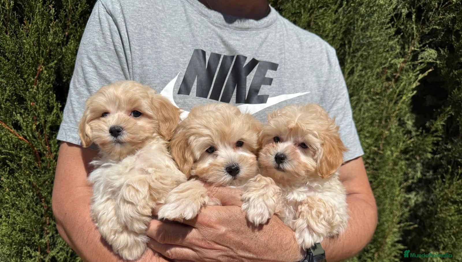 Maltipoo perros Maltipoo fotos actuales !!!! - Anuncio 2