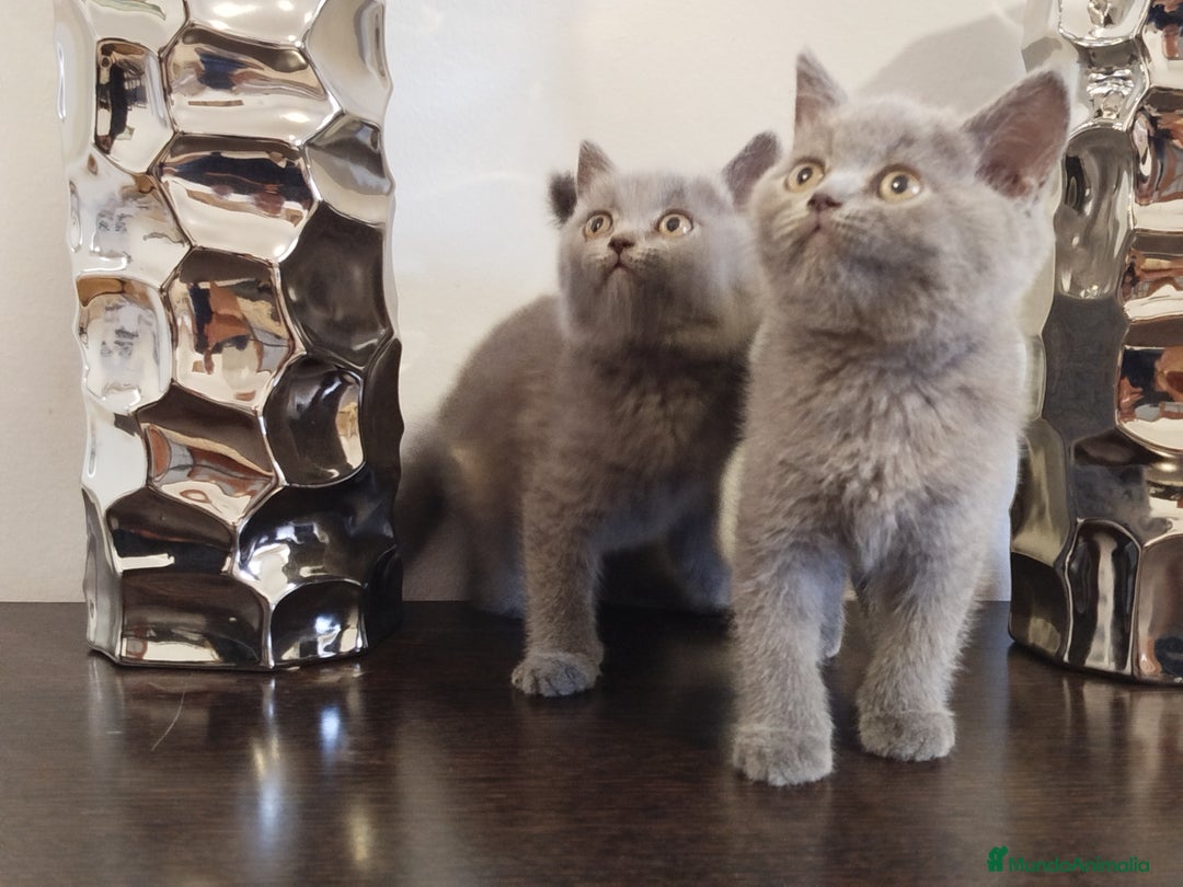 Británico de Pelo Corto Azul gatos en venta: British Shorthair  - Imagen 2