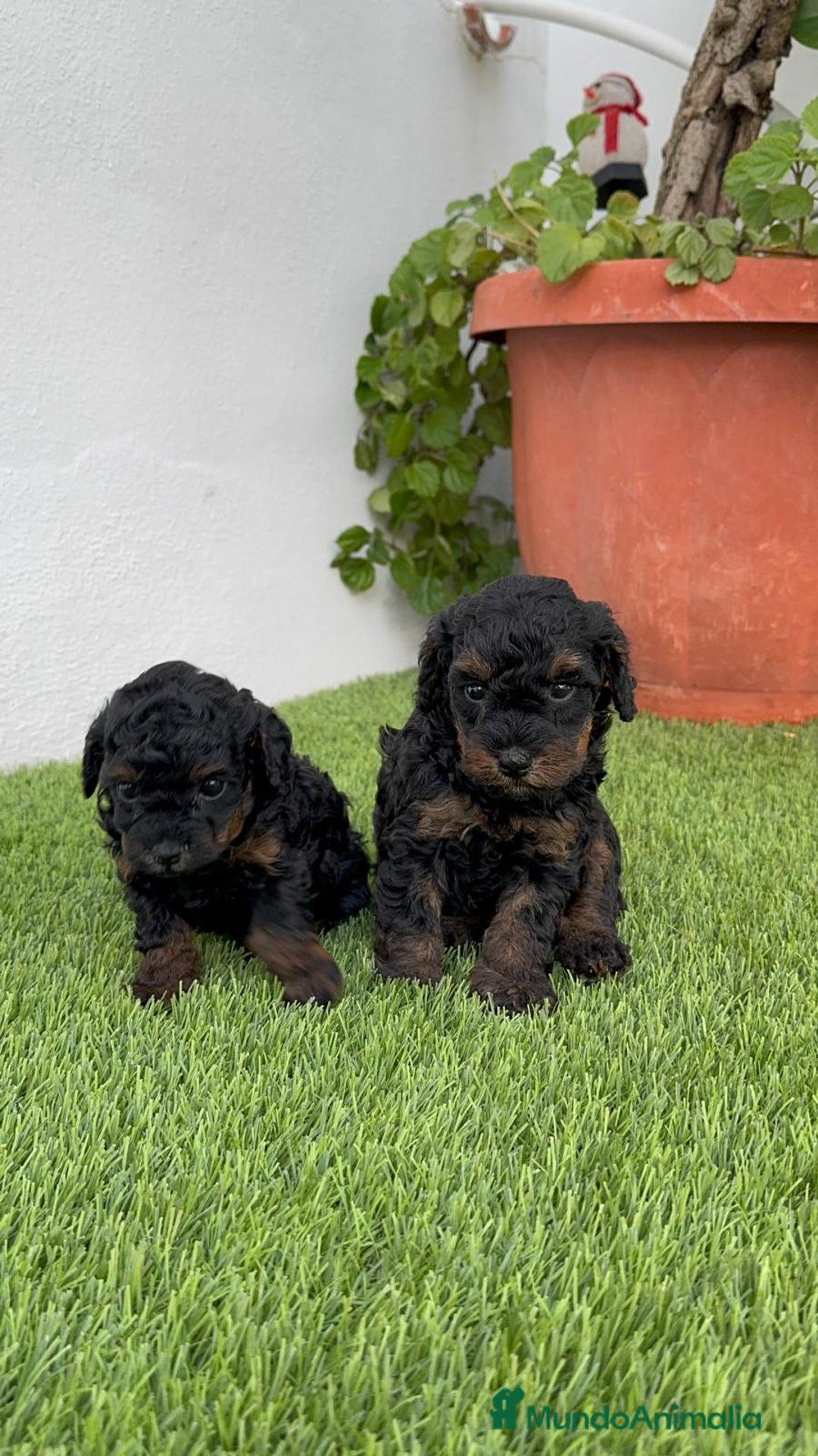 Caniche Toy perros en venta: CANICHTE TOY HEMBRA Mascotas del sur - Imagen 9