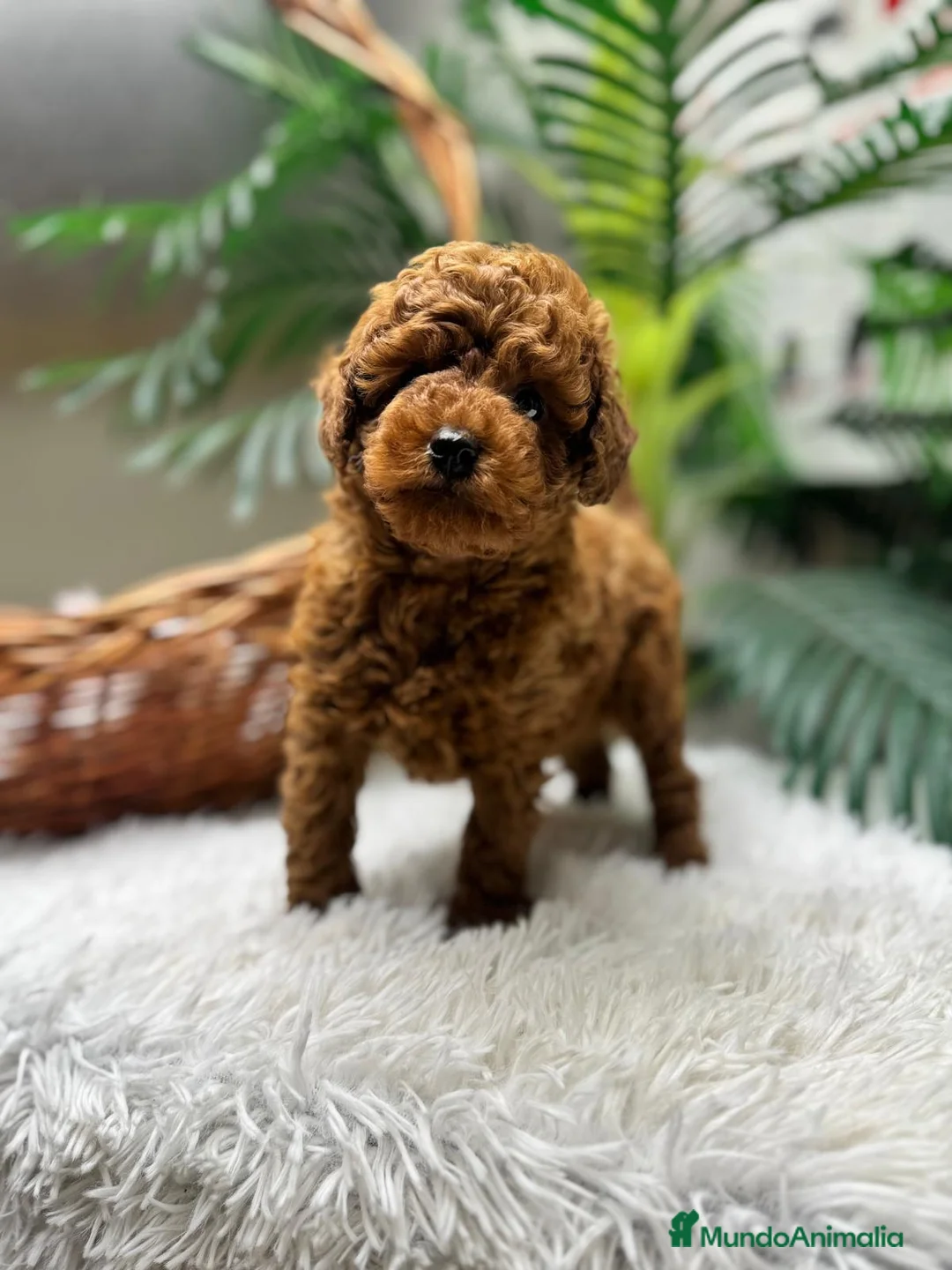 Caniche Toy perros en venta: CANICHE TOY-CACHORRO LISTO PARA ENTREGAR - Anuncio 5