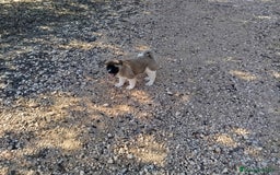 Akita Americano perros en venta: Akita americano hembra  en Alicante - Imagen 5