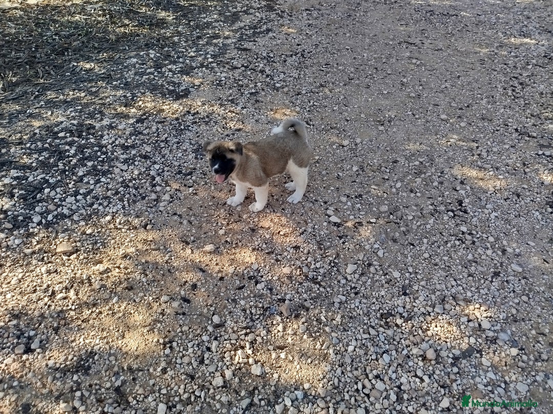 Akita Americano perros en venta: Akita americano hembra  en Alicante - Imagen 5