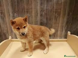 Shiba Inu perros Shiba Inu - Anuncio 2
