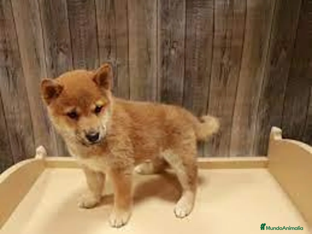Shiba Inu perros en venta: Shiba Inu - Anuncio 10