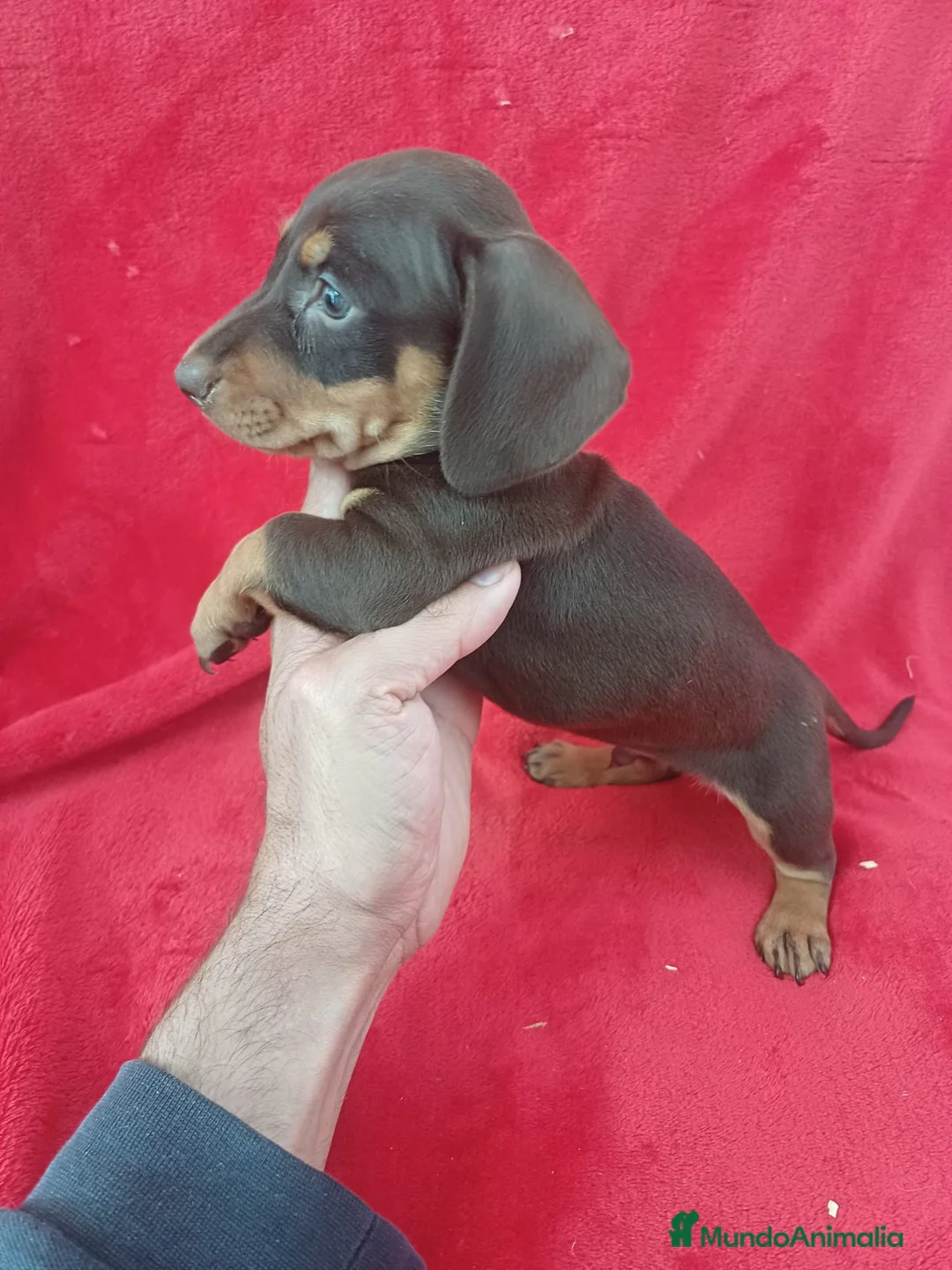 Teckel Miniatura perros en venta: Teckel Miniatura Chocolate  - Anuncio 2