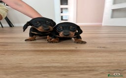 Teckel Miniatura perros en venta: Teckel  - Imagen 3
