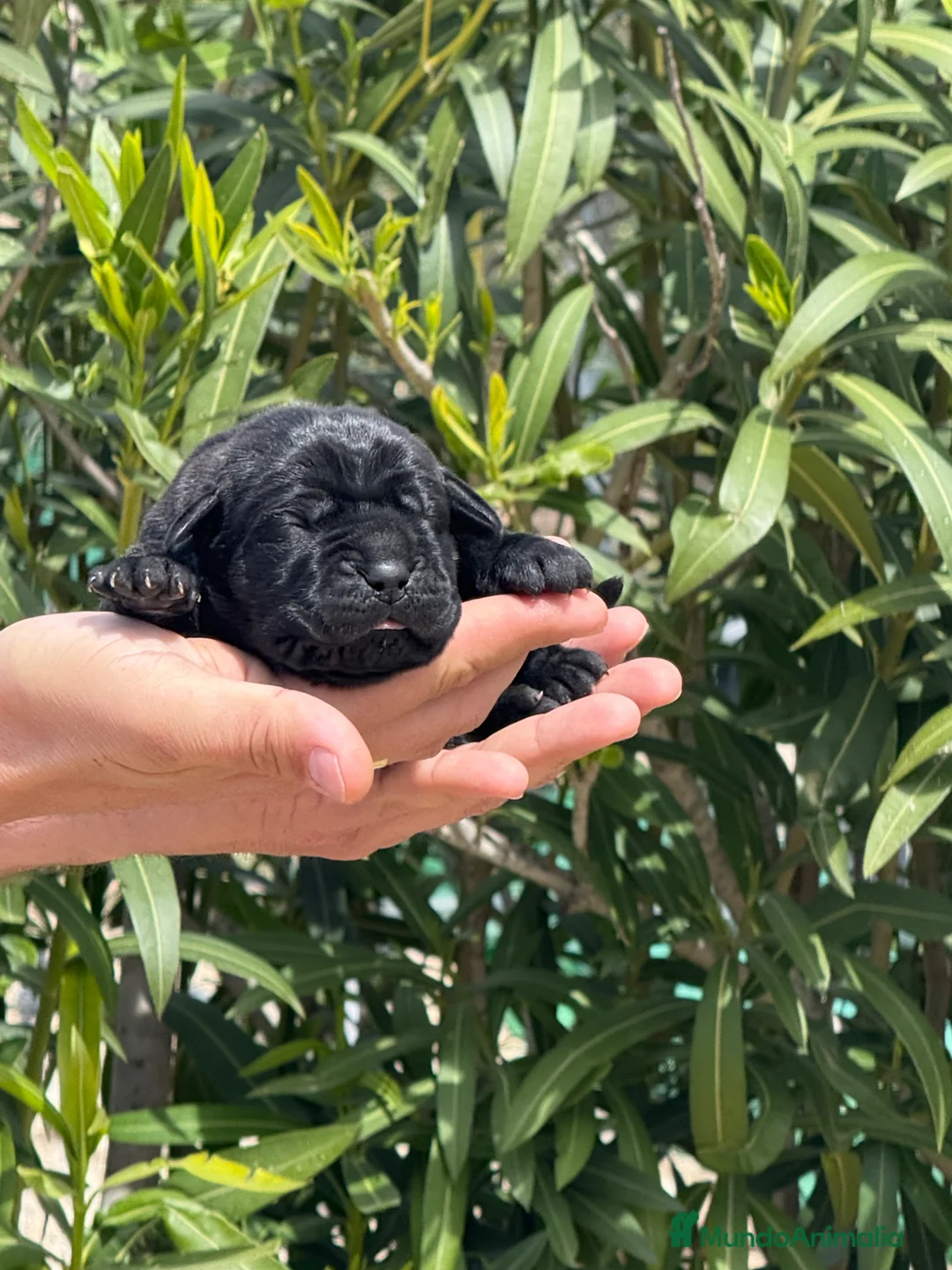 Cane Corso perros en venta: Cachorros de Cane Corso  - Anuncio 9