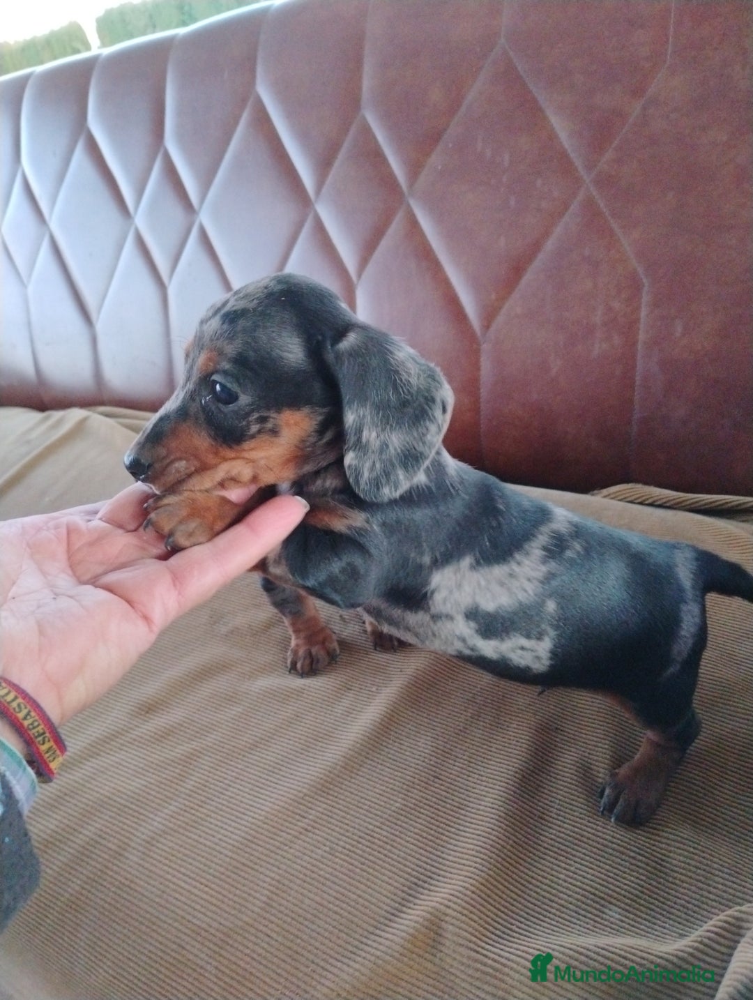 Teckel Miniatura perros en venta: Cachorro macho teckel arlequín plata  - Anuncio 2