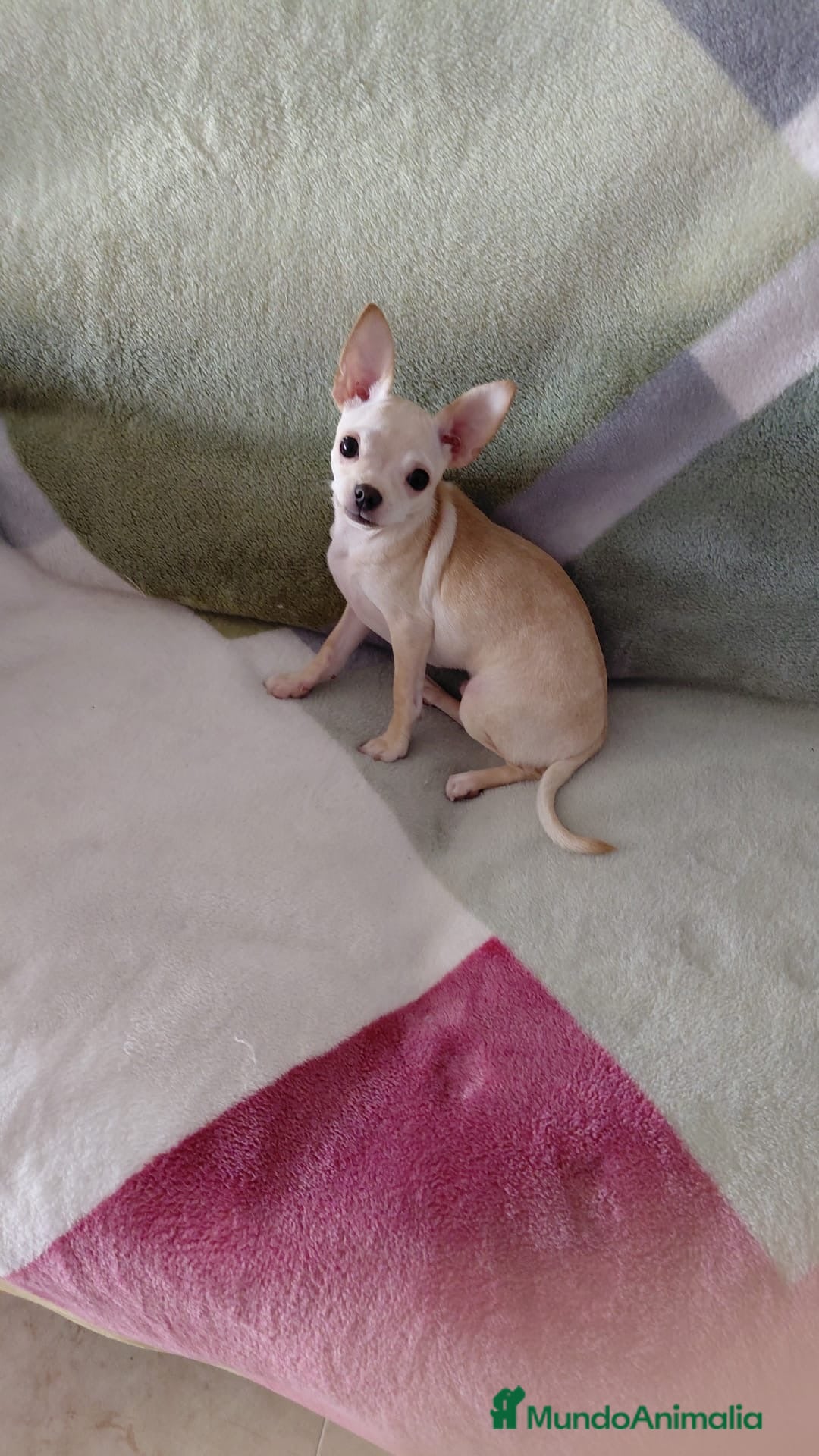 Chihuahua perros Chihuahua  - Anuncio 1