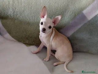 Chihuahua perros Chihuahua - Anuncio 1