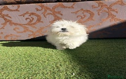 Raza Mixta perros en venta: Maltipom - Imagen 6
