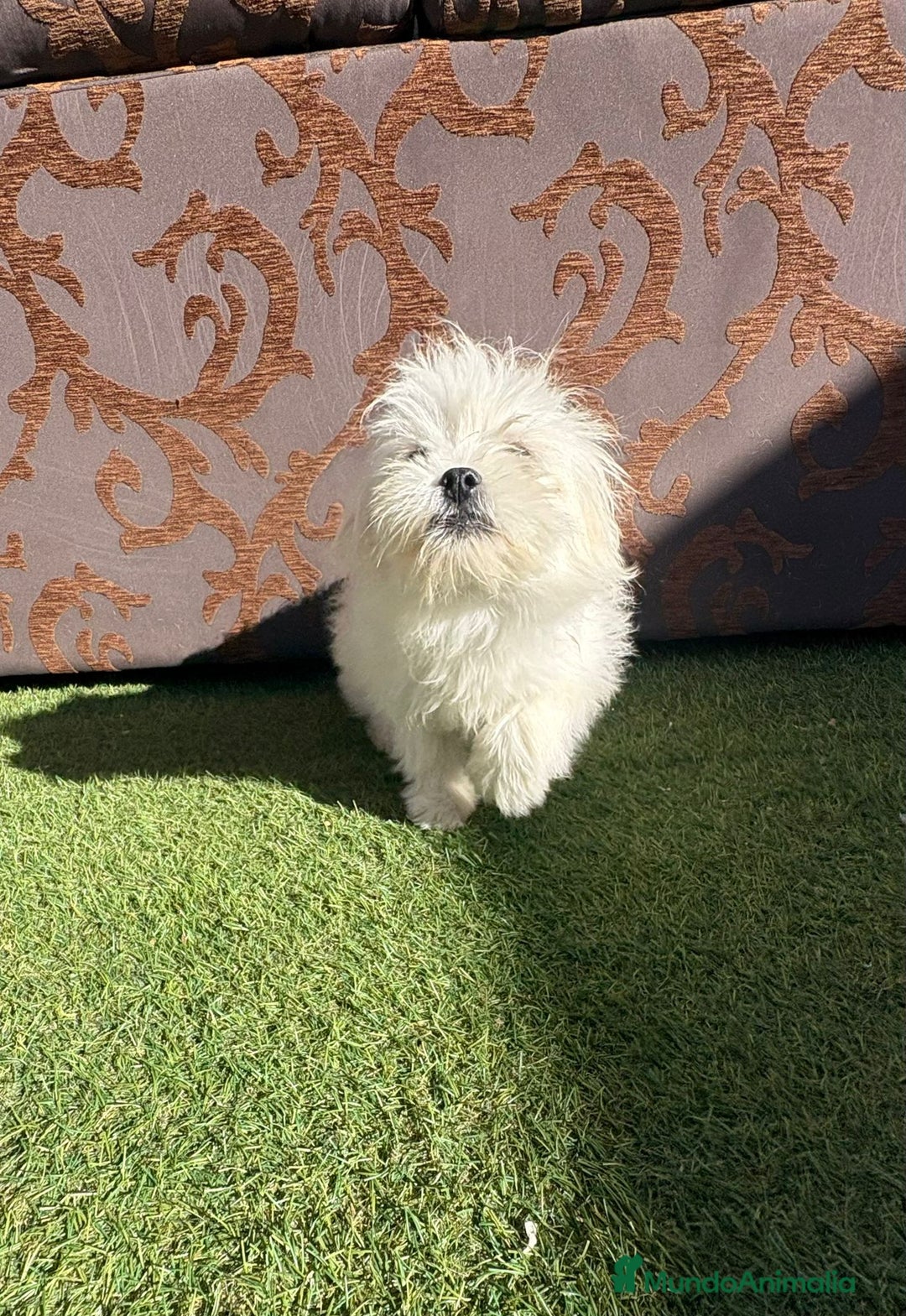 Raza Mixta perros en venta: Maltipom - Imagen 6