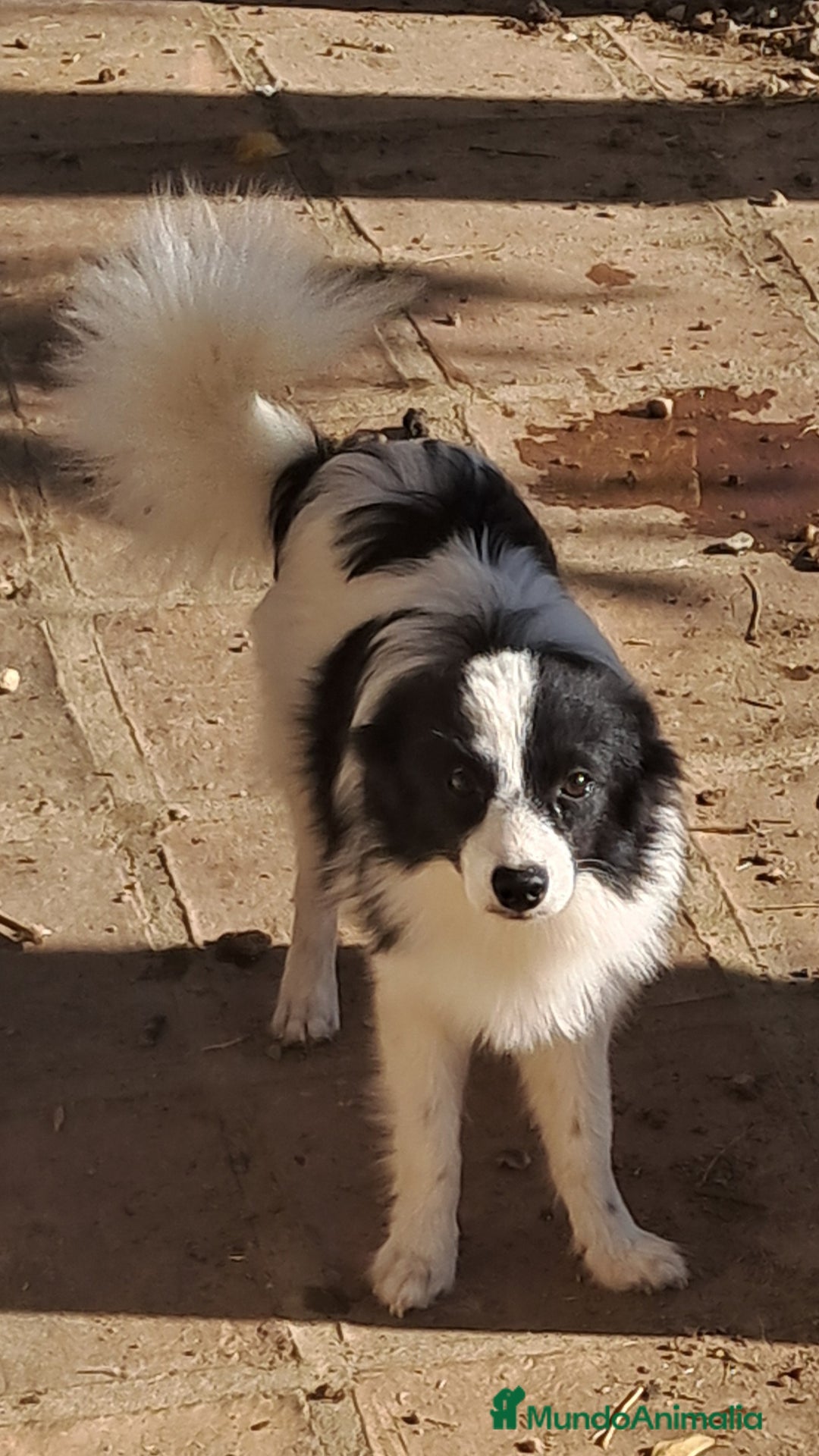 Pomerania perros en venta: Pomeranian  - Imagen 4