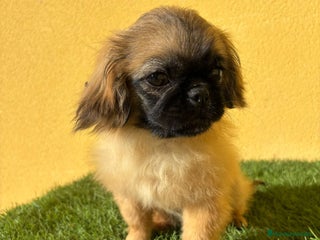 Pekinés perros - Anuncio 3