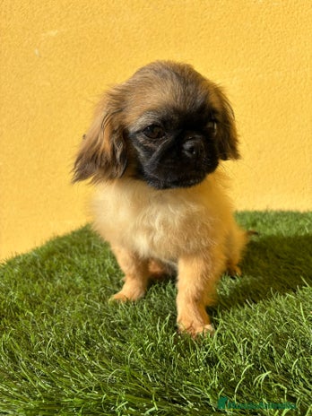 Pekinés perros - Anuncio 2