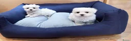 Bichón Maltés perros en venta: Bichón Maltés  - Anuncio 6