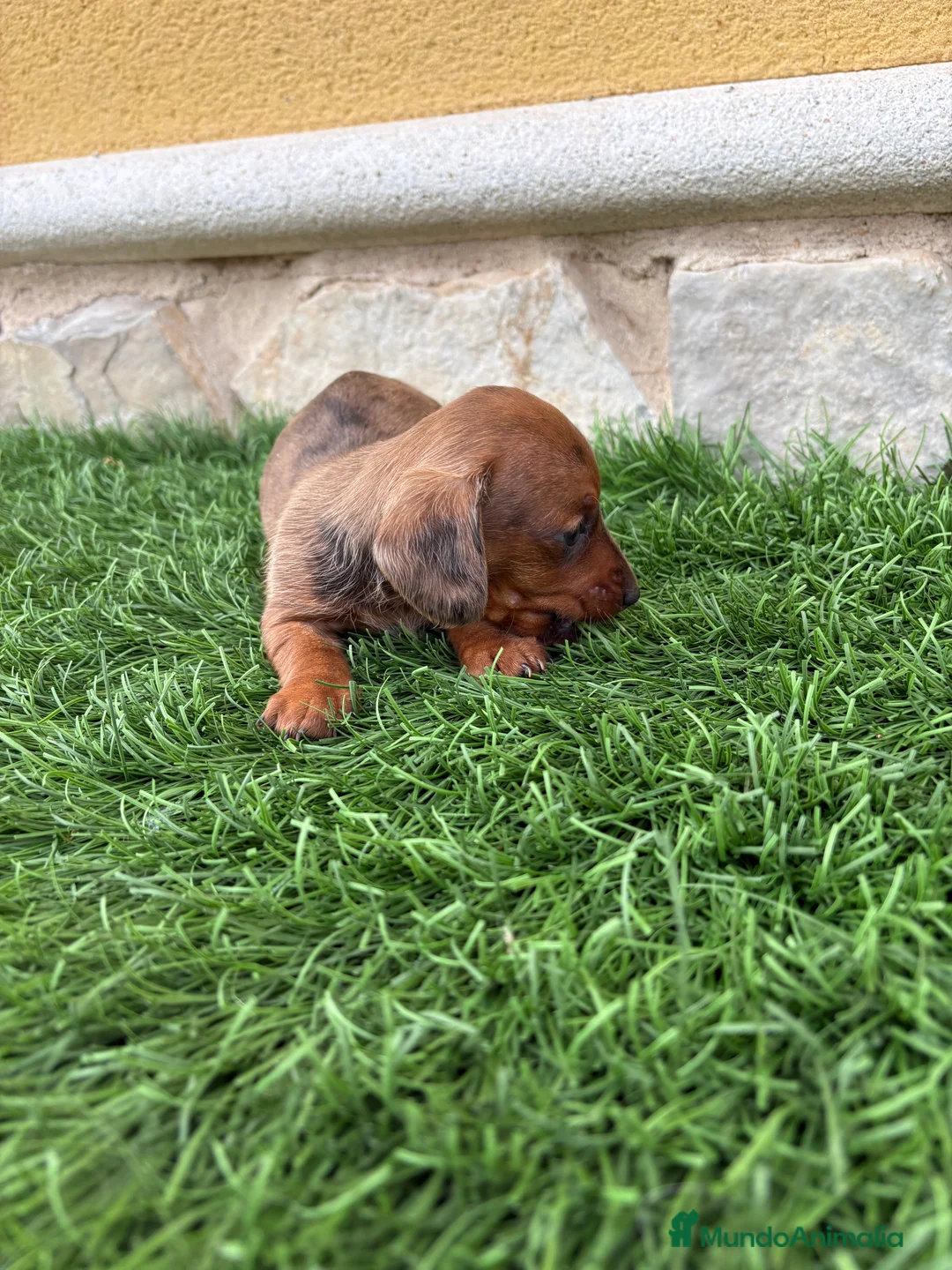 Teckel Miniatura perros en venta: Teckel Kaninchen macho Merle chocolate diluido  - Anuncio 14