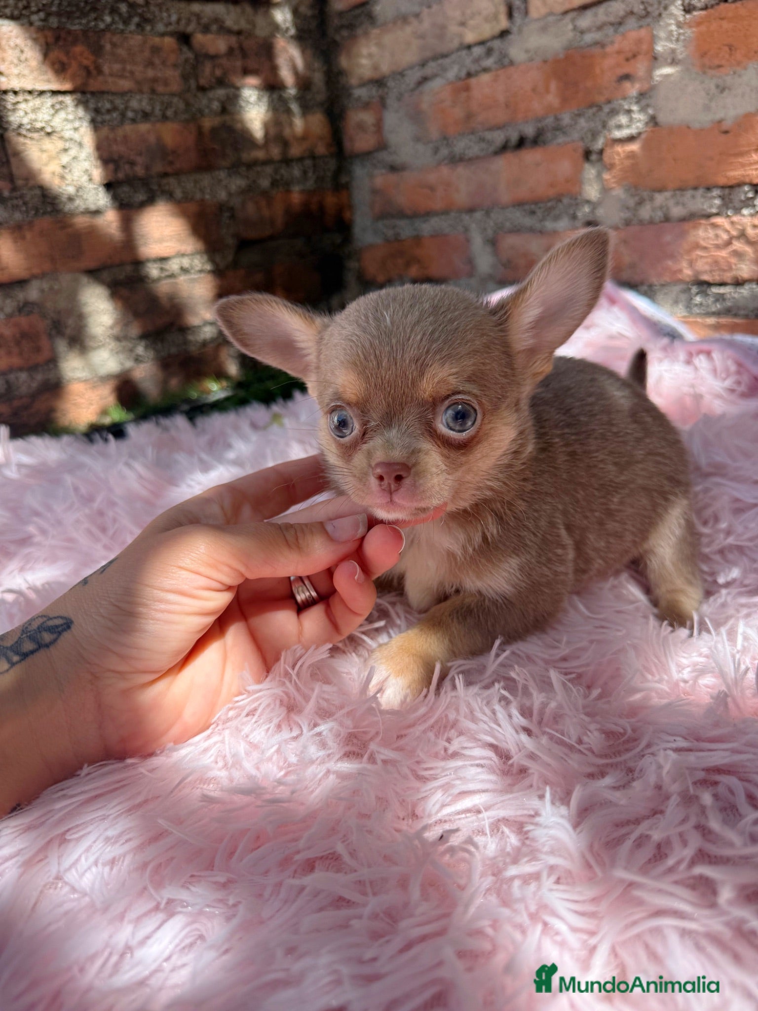 Chihuahua perros Chihuahuas machos isabelas disponibles - Anuncio 24