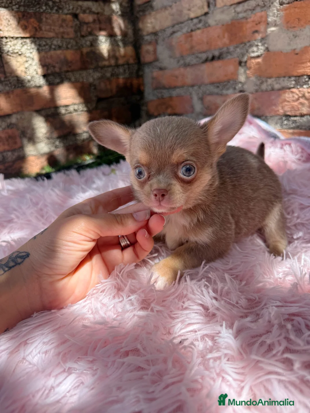 Chihuahua perros en venta: Chihuahuas machos isabelas disponibles - Anuncio 1
