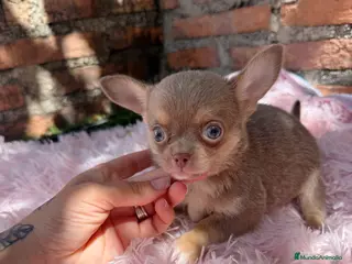 Chihuahua perros Chihuahuas machos isabelas disponibles - Anuncio 24