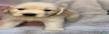 Golden Retriever 1