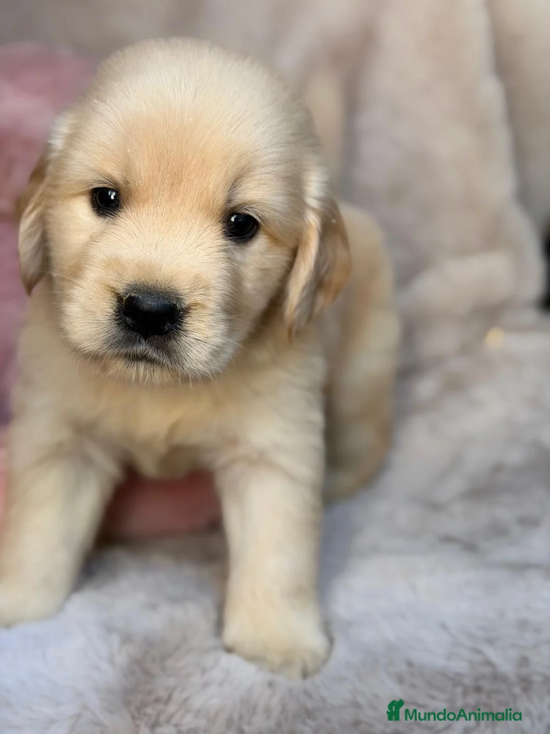 Golden Retriever perros en venta: Preciosa Golden retriever  - Anuncio 2