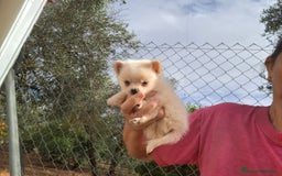 Pomchi perros en venta: Pomchis espectaculares - Imagen 5